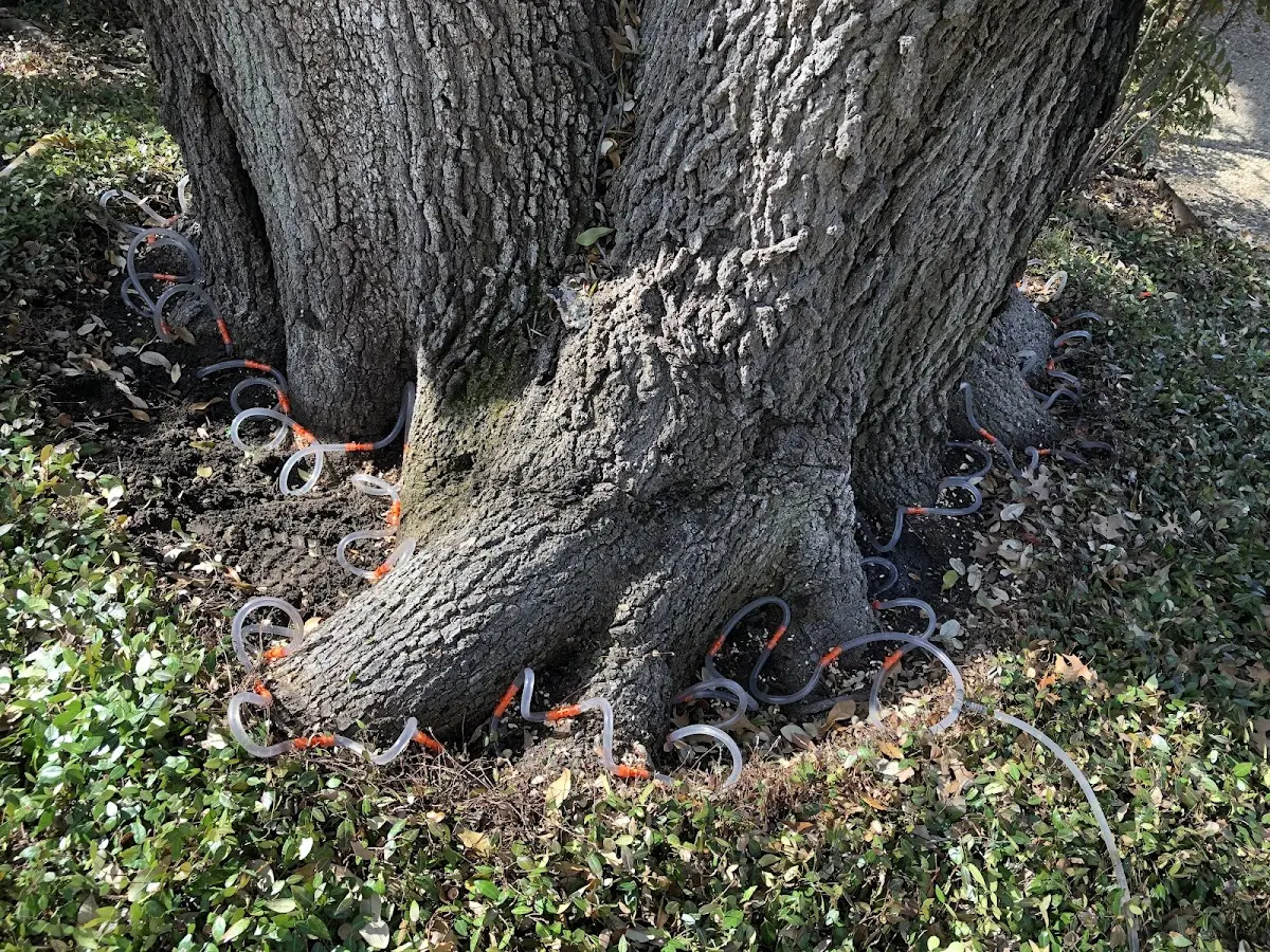 Detailed Tree Cabling and Bracing job site in Dallastown