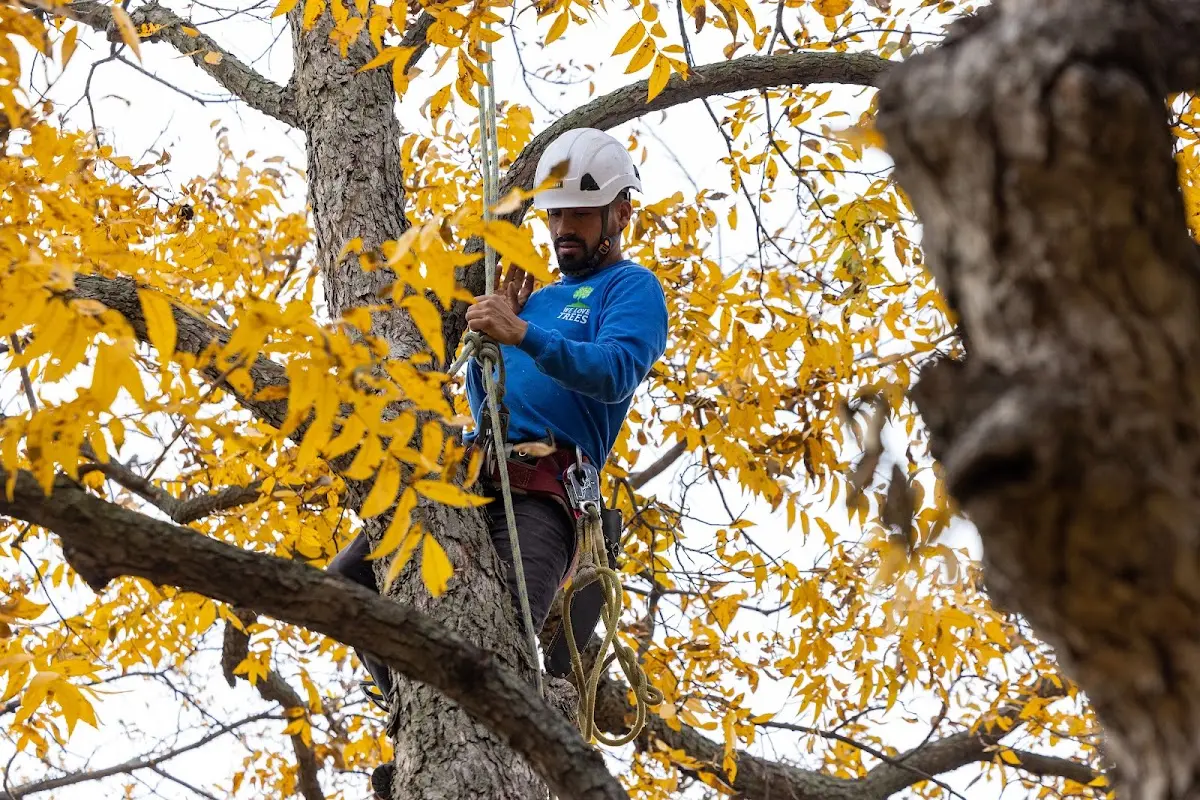 Skilled Tree Pruning crew working in Dallastown